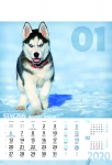 Kalendarz wieloplanszowy 2021 Psy (zdjęcie 11)