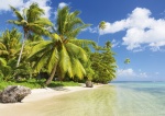kalendarz trójdzielny Tropikalne palmy