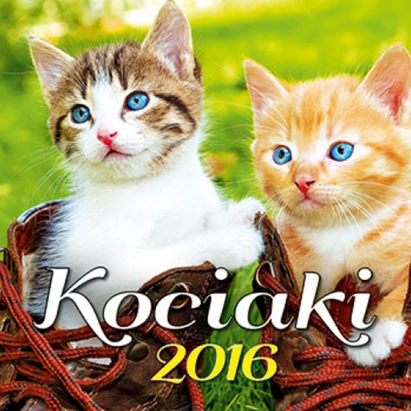 Kalendarz Kociaki z 2016 roku
