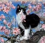 Kalendarz wieloplanszowy 2021 Koty domowe (zdjęcie 4)