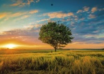 Kalendarz jednodzielny na rok 2025 Polne drzewo