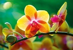 Kalendarz trójdzielny 2021 Orchidea (zdjęcie 1)