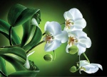 Kalendarz trójdzielny 2024 Orchidea