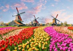 Kalendarz trójdzielny na rok 2025 Tulipany