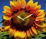Kalendarz trójdzielny z zegarem na rok 2024 Słonecznik