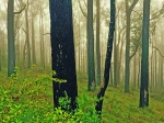 Kalendarz wieloplanszowy 2021 Tajemniczy las (zdjęcie 3)