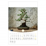 Kalendarz wieloplanszowy na rok 2024 Bonsai (zdjęcie 11)