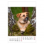 Kalendarz wieloplanszowy na rok 2024 Psy (zdjęcie 6)