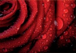 kalendarz trójdzielny kwiat róży z roku 2013
